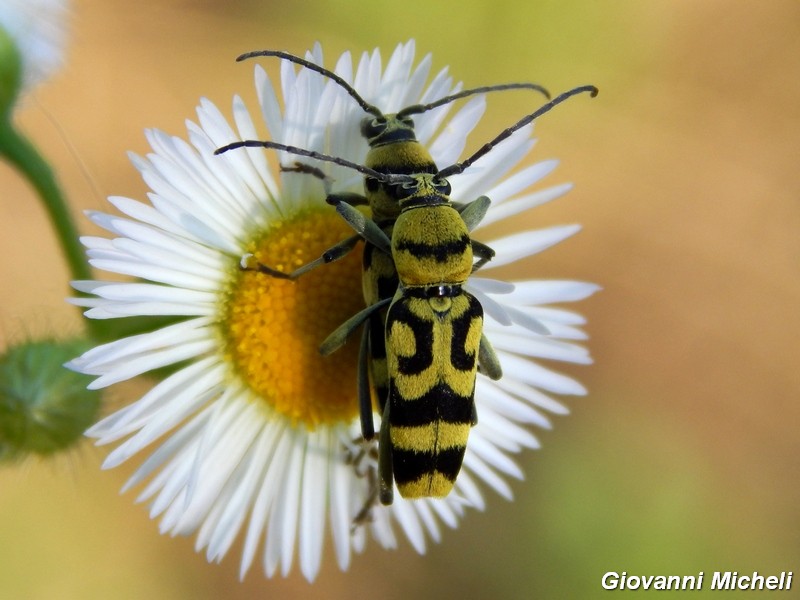 Chlorophorus varius